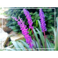 Liriope muscari 'Big Blue' K13