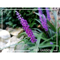 Liriope muscari 'Blue'