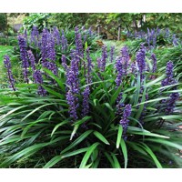 Liriope muscari 'Big Blue' K13