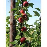 Jabloň - Malus domestica 'Sonet' - stĺpovitá Co7,5L