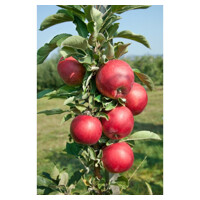 Jabloň - Malus domestica 'Sonet' - stĺpovitá Co7,5L