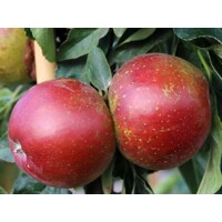 Jabloň - Malus domestica 'Sonet' - stĺpovitá Co7,5L
