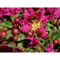 Myrta krepová tmavo ružová - Lagerstroemia indica ´Rosea Grassi ´  Co10L  KM80-90 230/250