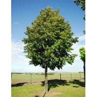 Tilia americana ´Nova´ – lipa americká | Rýchlorastúci tieniaci strom