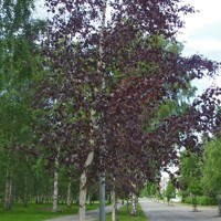 Breza previsnutá - Betula pendula ´Royal Frost´ Co10L  100/150