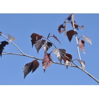 Breza previsnutá - Betula pendula ´Royal Frost´ Co10L  100/150