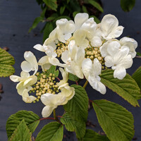 Kalina - Viburnum plicatum ´Kilimanjaro´Co2,5L 20/30