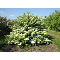 Kalina - Viburnum plicatum ´Kilimanjaro´Co2,5L 20/30