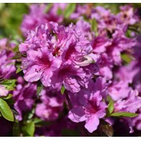 Azalka japonská - Azalea japonica  'Melina'  Co2.5L 20/30