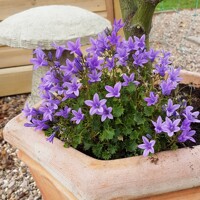 Campanula portenschlagiana 'Nina'