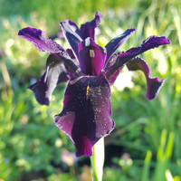 Iris germanica - žltá Co11 10/15