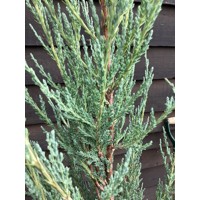 Borievka - Juniperus scopulorum ´Moonglow´ Co2L 40/60