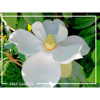 Magnólia veľkokvetá - Magnolia grandiflora 'Gallisoniensis' Co18L -vysokokmeň 6/8