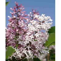 Orgován obyčajný - Syringa vulgaris 'Andenken an Ludwig Spath'  Co2,5L  20/30