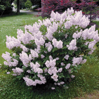 Orgován obyčajný - Syringa vulgaris 'Andenken an Ludwig Spath'  Co2,5L  20/30