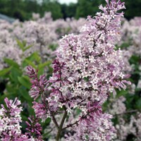 Orgován obyčajný - Syringa vulgaris 'Andenken an Ludwig Spath'  Co2,5L  20/30