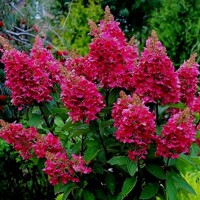 Hortenzia metlinatá - Hydrangea paniculata 'Wim´s Red' - 30/40cm