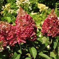 Hortenzia metlinatá - Hydrangea paniculata 'Wim´s Red' - 30/40cm
