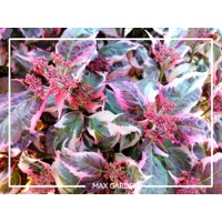 Hortenzia pílkatá - Hydrangea serrata ´Koreana´ Co2,5L 20/30