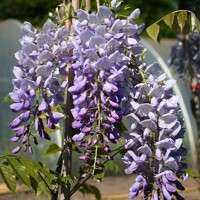 Vistéria čínska - Wisteria sinensis Prolific Co2L 60/80