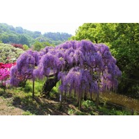 Vistéria čínska - Wisteria sinensis Prolific Co2L 60/80