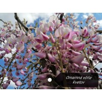 Vistéria čínska - Wisteria sinensis Prolific Co2L 60/80