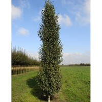 Breza previsnutá - Betula pendula Fastigiata ´Joes´ - na vysokokmeni, 6/8