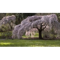 ?ereš?a pilovitá - Prunus serrulata 'Kiku Shidare Sakura' -na 200/220cm kmeni, 8/10