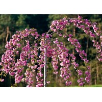 ?ereš?a pilovitá - Prunus serrulata 'Kiku Shidare Sakura' -na 200/220cm kmeni, 8/10