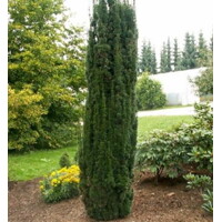 Tis oby?ajný - Taxus baccata ´Fastigiata Robusta´ - 60/80cm