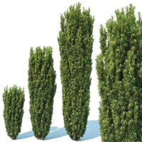 Tis oby?ajný - Taxus baccata ´Fastigiata Robusta´ - 60/80cm