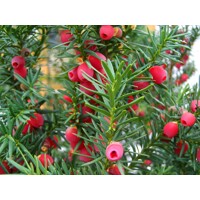 Tis oby?ajný - Taxus baccata ´Fastigiata Robusta´ - 60/80cm