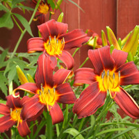 ?aliovka – Hemerocallis ´Autumn Red´