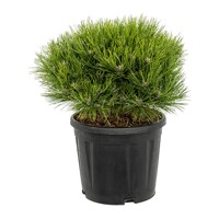 Pinus Nigra ´Marie Bregeon´  Co7-10L  1/4 kmeň