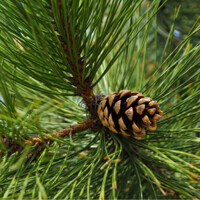 Pinus Nigra ´Marie Bregeon´ - 30cm