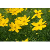 Coreopsis verticillata 'Zagreb'  P13