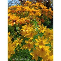 Coreopsis verticillata 'Zagreb'  P13