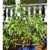 Figovník ZAKRSLÝ- Ficus carica ´Little Miss Figgy´ - 20/30cm