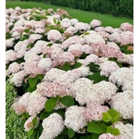 Hortenzia - Hydrangea arborescens 'Candybelle Bubblegum' Co2,5L 30/40