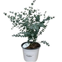 Eukalyptus - Eucalyptus parvula Co5L 70/80