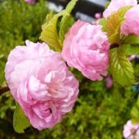 Mand?a okrasná - Prunus triloba  - na 1/2 kmeni