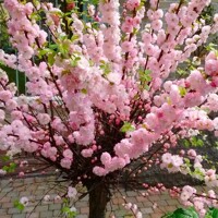 Mand?a okrasná - Prunus triloba  - na 1/2 kmeni