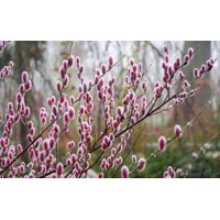 Vŕba ružová - Salix gracilistyla 'Mount Aso' KM60