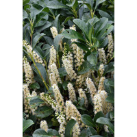 Vavrínovec lekársky - Prunus laurocerasus ´ETNA´ - 100-120cm