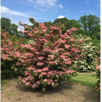 Drie? kousa - Cornus kousa 'Scarlet Fire' - 180/200cm