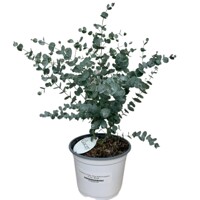 Eucalyptus cinerea – Strieborný austrálsky akcent s nezameniteľnou vôňou
