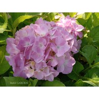 Hortenzia kalinolistá - Hydrangea macrophylla  - bledo ružová - 35/80cm
