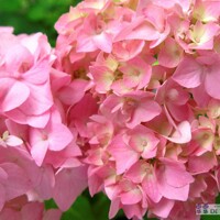 Hortenzia kalinolistá - Hydrangea macrophylla  - bledo ružová - 35/80cm