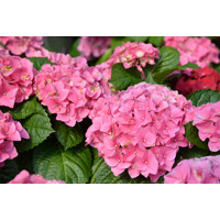 Hortenzia kalinolistá - Hydrangea macrophylla  - bledo ružová - 35/80cm