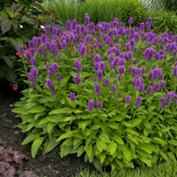 Stachys officinalis ´Humello´